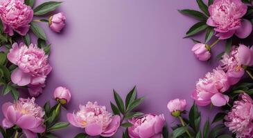 Pink Peony Flowers Arranged on Lavender Background photo