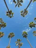Looking Up at Palm Trees Against a Blue Sky on a Sunny Day photo