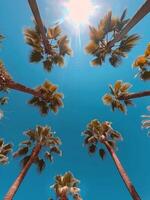 Looking Up at Palm Trees Against a Blue Sky on a Sunny Day photo
