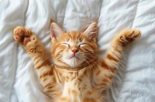 Adorable Orange Tabby Kitten Sleeping on White Bedding With Paws Raised photo