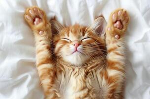Adorable Orange Tabby Kitten Sleeping on White Bedding With Paws Raised photo