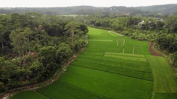 Footage of green rice fields in the morning taken via drone camera photo
