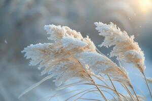 Frost-Covered Pampas Grass Swaying in Winter Sunlight photo