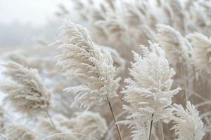 Frosty Grass Blades Swaying in Winter Wind photo