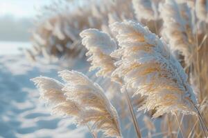 Frosty Grass Blades Swaying in Winter Wind photo
