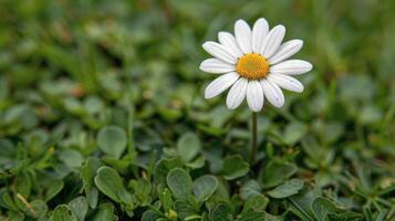 Field of White Daisies in Grass photo