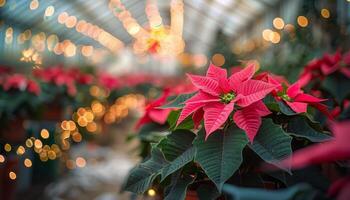 Red and Pink Poinsettia Plants in a Greenhouse With String Lights photo