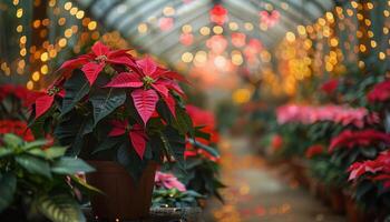 Red and Pink Poinsettia Plants in a Greenhouse With String Lights photo