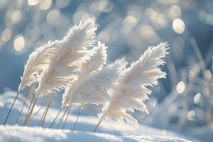 Frost-Covered Pampas Grass Swaying in Winter Sunlight photo