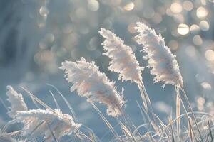 Frost-Covered Pampas Grass Swaying in Winter Sunlight photo