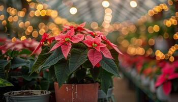 Red and Pink Poinsettia Plants in a Greenhouse With String Lights photo