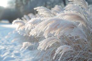 Frosty Grass Blades Swaying in Winter Wind photo