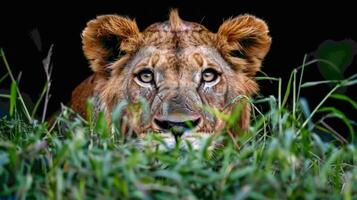 Lion Laying in Grass photo