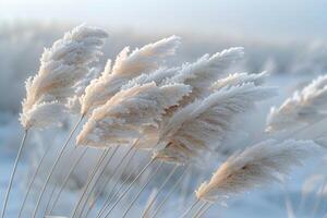 Frost-Covered Grass Blades Shimmering in Winter Sunlight photo