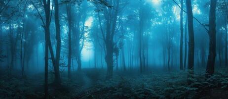 A Misty Forest Path in the Early Morning photo