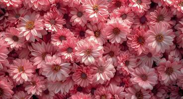 Close-Up View of Delicate Pink Flowers Blooming in the Spring photo