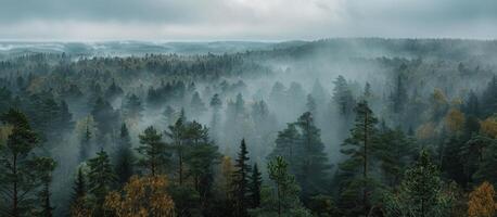 Misty Forest Landscape With Rolling Hills And Evergreen Trees photo