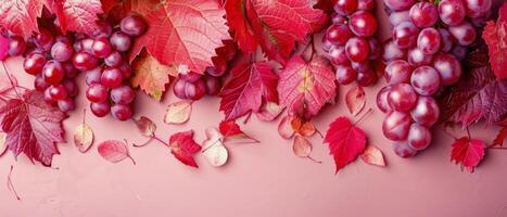 Fresh Grape Clusters and Red Autumn Leaves on Pink Background photo