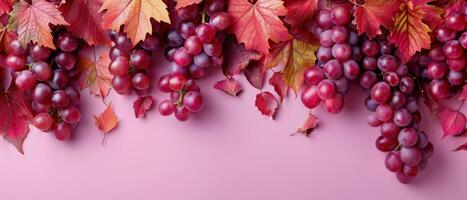 Red Grapes and Autumn Leaves on Pink Background photo