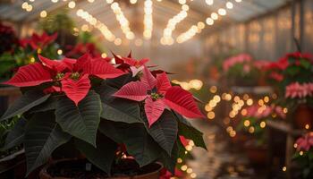 Red and Pink Poinsettia Plants in a Greenhouse With String Lights photo