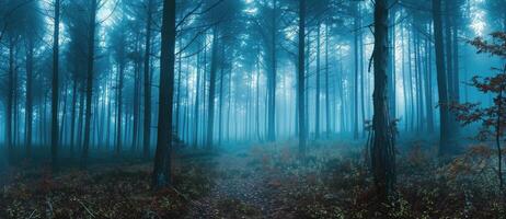 A Misty Forest Path in the Early Morning photo