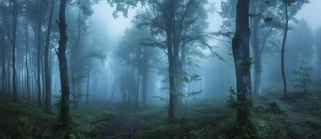 A Misty Forest Path in the Early Morning photo