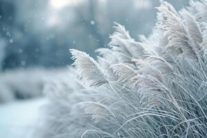 Frosty Grass Blades Swaying in Winter Wind photo