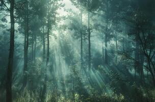 Sunbeams Illuminating a Foggy Morning Forest photo
