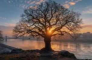 Large Tree Silhouetted Against Golden Sunset Over River and City photo