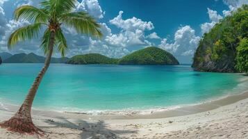 Palm Tree on Sandy Beach photo