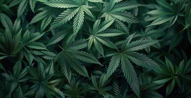 Close Up Of Green Cannabis Leaves In A Dark Setting photo