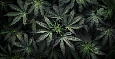 Close Up Of Green Cannabis Leaves In A Dark Setting photo