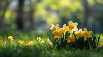 Yellow Daffodils Blooming in a Lush Spring Garden photo