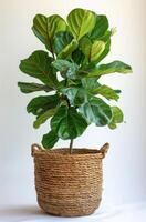 Fiddle Leaf Fig Plant In Wicker Basket On White Background photo