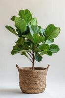 Fiddle Leaf Fig Plant In Wicker Basket On White Background photo
