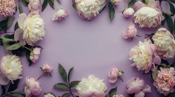 White Peonies and Buds Arranged on a Purple Background photo