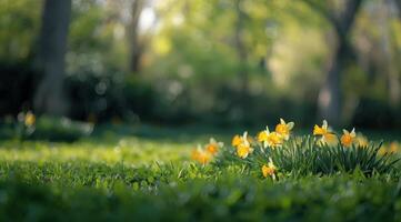 Daffodils Blooming in a Sunny Park Meadow photo