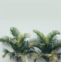 Lush Green Palm Trees Against a White Wall photo