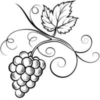 grapes on a branch with leaves vector