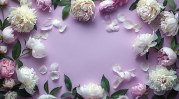 White Peonies and Buds Arranged on a Purple Background photo