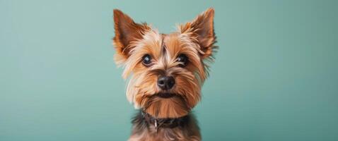 Yorkshire Terrier Looking Directly at Camera Against Teal Background photo