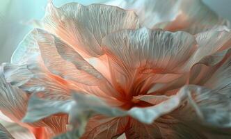 Close Up of Delicate Pink and White Flower Petals photo