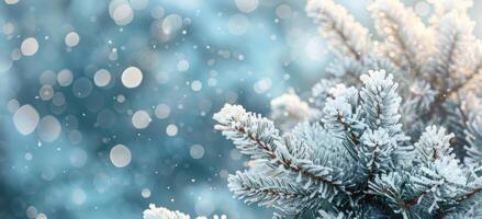 Close Up of a Snow-Covered Pine Tree Branch in Winter photo