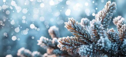 Close Up of a Snow-Covered Pine Tree Branch in Winter photo