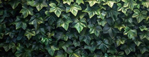 Close Up Of Lush Green Ivy Leaves On A Wall photo