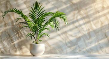 Palm Plant in White Pot With Sunlight Shadows on Wall photo