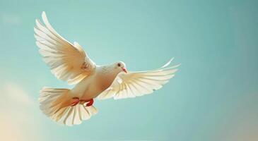 White Dove Soaring in a Blue Sky photo