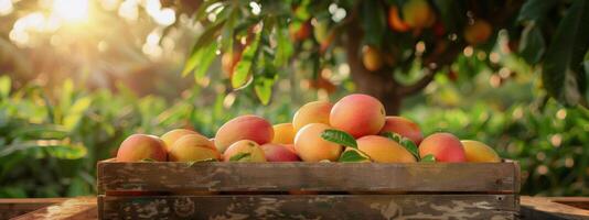 Ripe Mangoes in a Wooden Crate Under a Sunny Orchard Tree photo