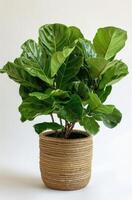 Fiddle Leaf Fig Plant in Woven Basket Pot photo