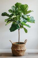 Fiddle Leaf Fig Plant In Wicker Basket On White Background photo